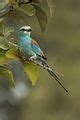 Image result for Abyssinian Roller