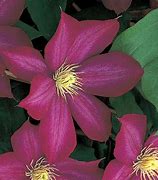 Image result for Clematis Perennial or Annual