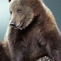 Image result for Funny Bear
