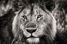 Image result for 4K Black and White Lion