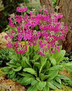 Image result for Primula Maris Tabbard