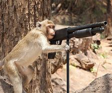 Image result for Monkey Gun Meme