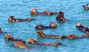 Image result for Supermarine Sea Otter