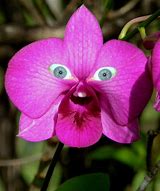 Image result for Exotic Plants and Flowers