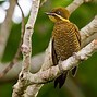 Image result for Piculus chrysochloros