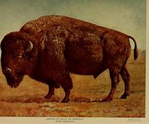 Image result for Bison Original Range