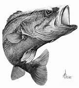 Image result for Bass Drawing Black and White