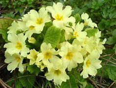 Image result for Primula Maris Tabbard