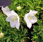 Image result for Campanula carpatica White Clips