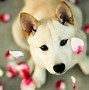 Image result for Cute Puppy Wallpaper for Computer