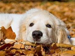 Image result for Golden Retriever Desktop Wallpaper