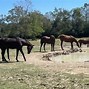 Image result for Horse Fencing