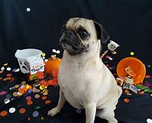 Image result for Spooky Pug