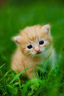 Image result for Kitty Animal Cute