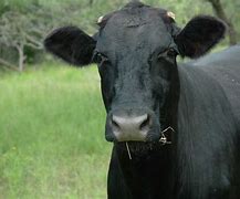 Image result for Masked Cattle Rustlers