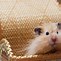 Image result for Dwarf Teddy Bear Hamster