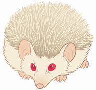 Image result for Pet Albino Hedgehog