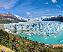 Image result for calafate