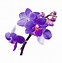 Image result for Purple Orchid Flower Clip Art