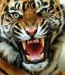 Image result for Nyse Tiger