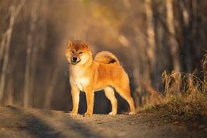 Image result for Shiba Inu Happy