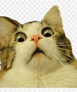 Image result for Where to Download Meme Cat Face