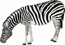 Image result for Zebra Outline