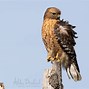 Image result for Hawk Photos Free