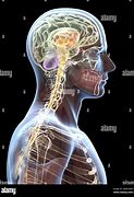 Image result for Brain and Spine