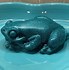 Image result for Cute Frog Popsocket