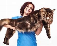 Image result for Big Domestic House Cats