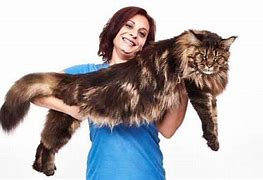 Image result for Biggest Domesticated Cat in the World