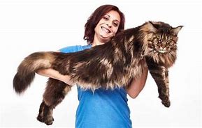 Image result for Biggest House Cat