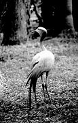 Image result for Fujian White Crane