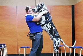 Image result for What Is the Biggest Dog in the World
