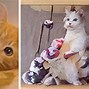 Image result for Freaky Cat