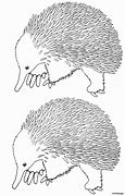Image result for Aboriginal Art Coloring Pages Echidna
