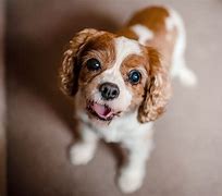 Image result for 10 Most Cutest Dogs