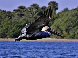 Image result for Pelican Kayak Logo