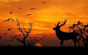 Image result for Silhouette Nature Photography