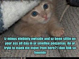 Image result for Kitteh Meme