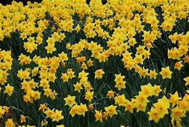 Image result for Yellow Quattron