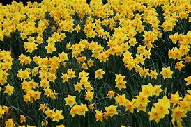 Image result for Yellow
