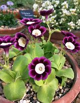 Image result for Primula auricula Golden Fleece