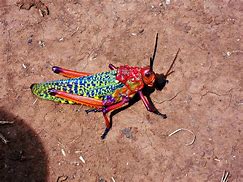 Image result for Cricket Animal Plush