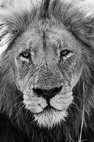 Image result for Lion Eyes Black and White