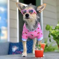Image result for Cool Dog with Sunglasses