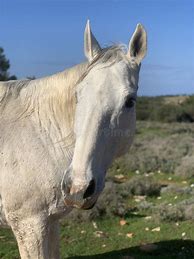 Image result for White Arab Horse Only Face with Flowers