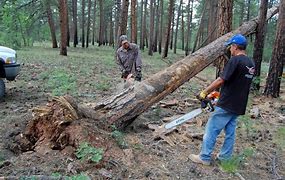 Image result for Notching a Tree Upside Down