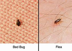Image result for Flea Bed Bug Bite